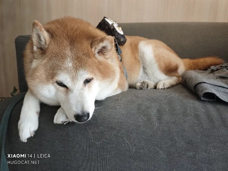 米克咖啡(複合式餐飲,寵物友善,餐點售完即打烊)