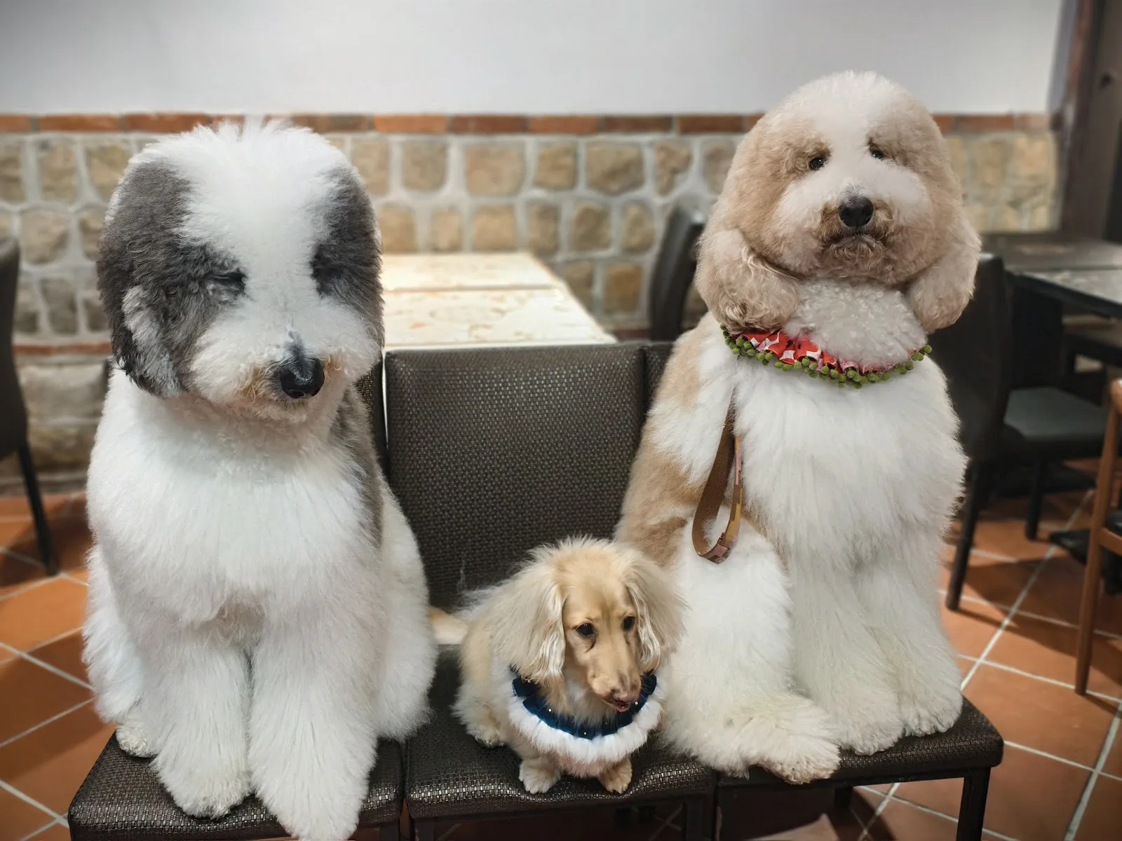 大稻埕貴賓 寵物友善餐廳 standard poodle coffee