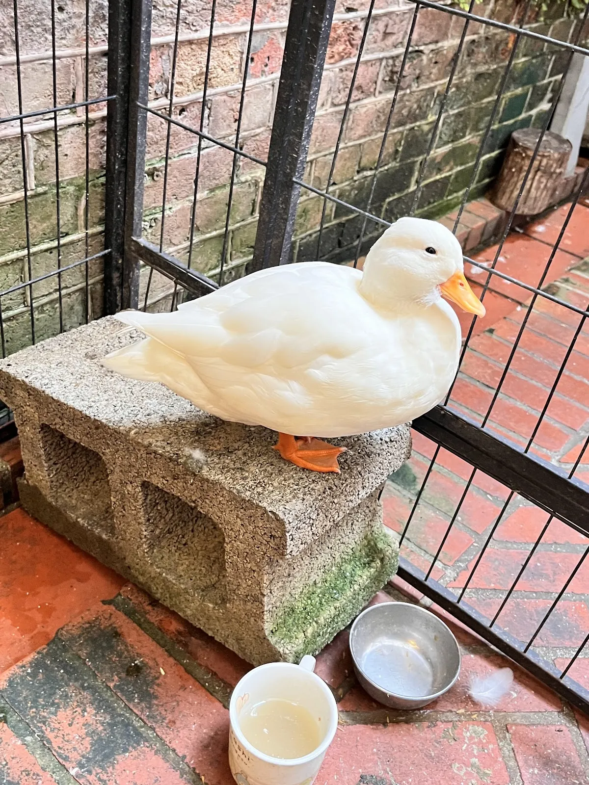 大稻埕貴賓 寵物友善餐廳 standard poodle coffee