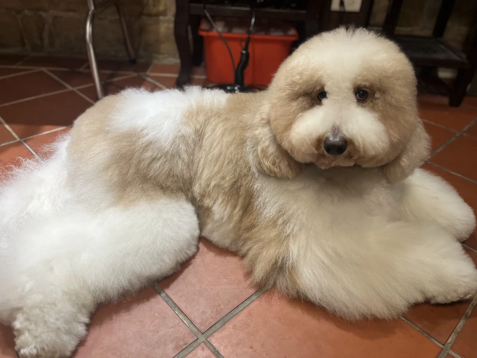 大稻埕貴賓 寵物友善餐廳 standard poodle coffee