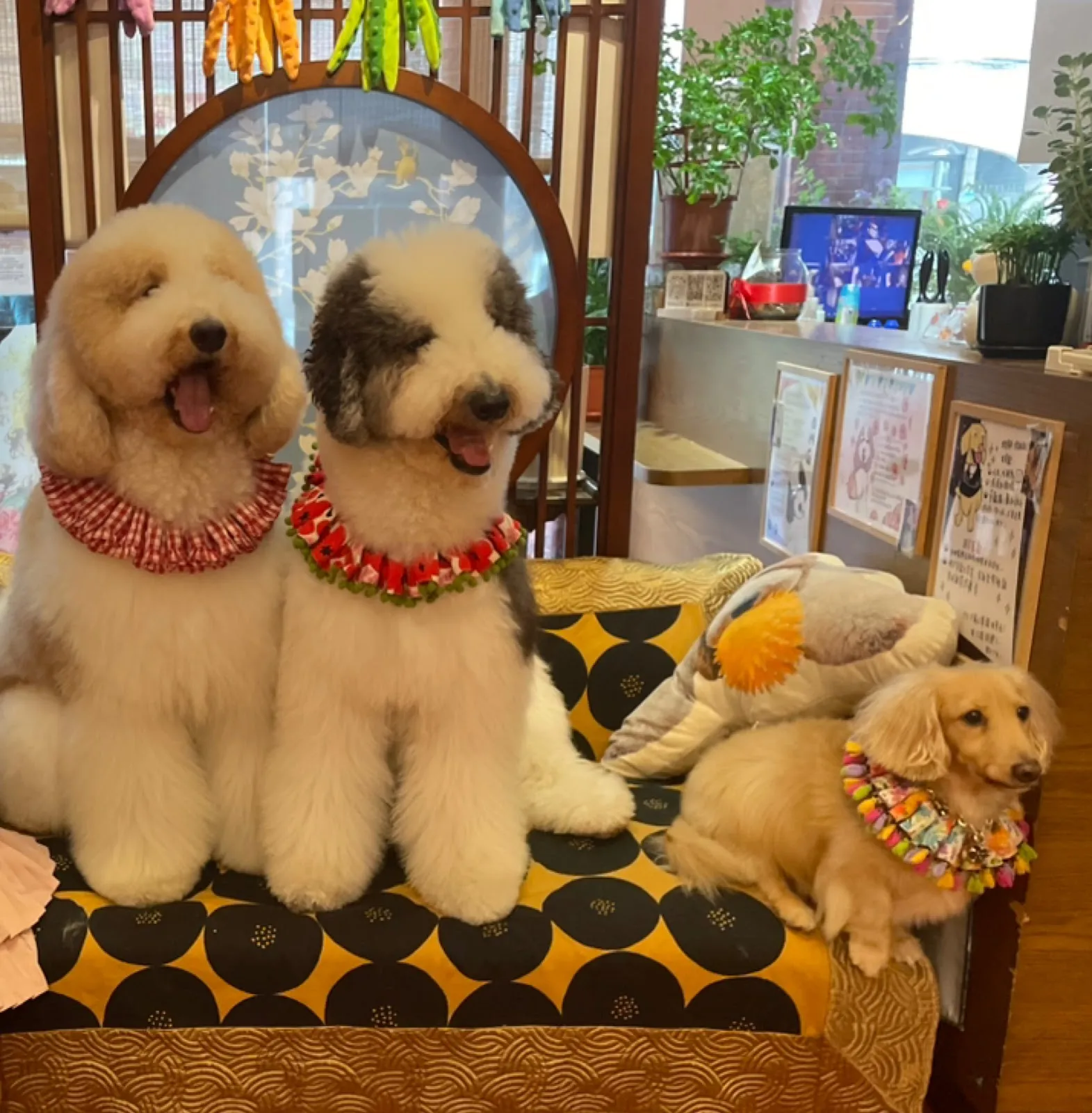 大稻埕貴賓 寵物友善餐廳 standard poodle coffee