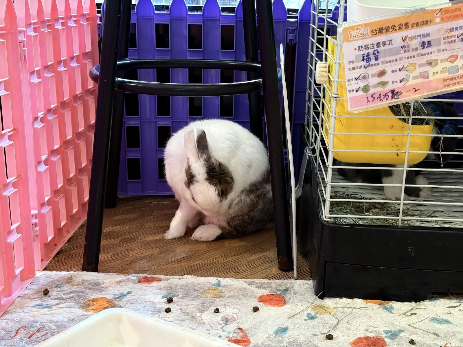 兔Dreams兔子餐廳-請先看過粉專置頂文