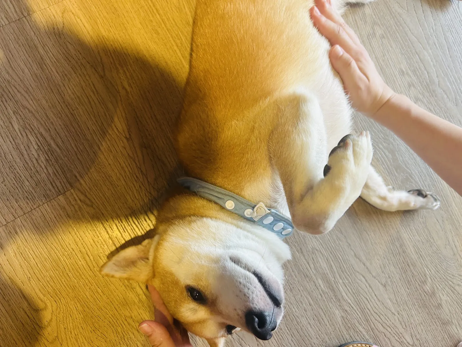 柴聚(寵物友善餐廳) 訂位或外帶訂餐可洽LINE@730gtceg詢問