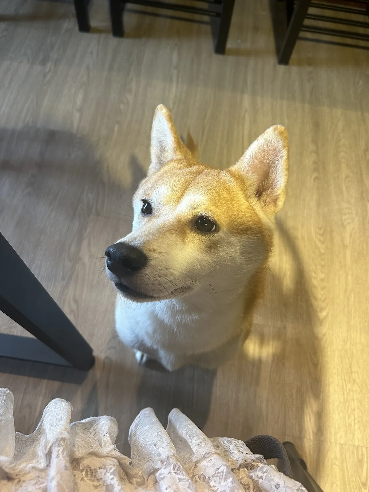 柴聚(寵物友善餐廳) 訂位或外帶訂餐可洽LINE@730gtceg詢問