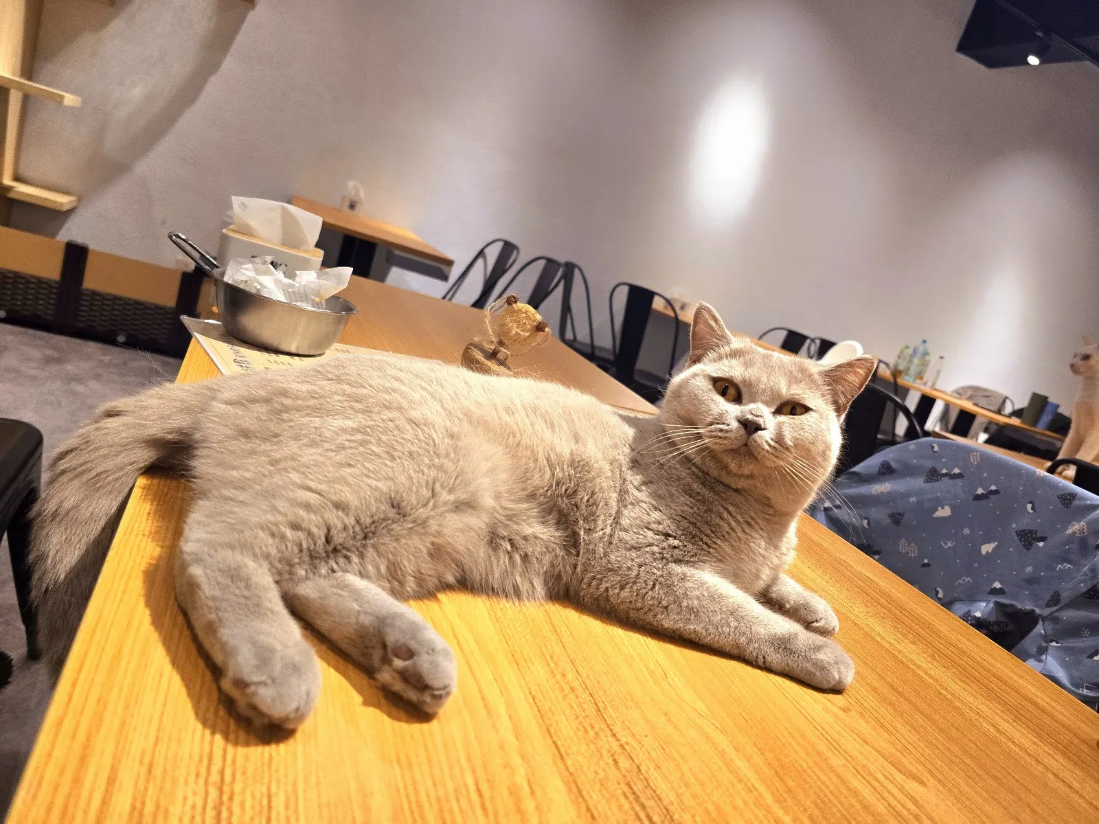 胖點寵物親子友善餐廳《推薦餐廳》龍潭區在地美食｜熱門｜人氣餐廳｜手搖飲｜簡餐｜聚會餐廳｜早午餐｜特色｜精緻｜聚餐｜約會