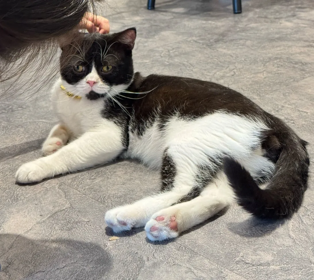 胖點寵物親子友善餐廳《推薦餐廳》龍潭區在地美食｜熱門｜人氣餐廳｜手搖飲｜簡餐｜聚會餐廳｜早午餐｜特色｜精緻｜聚餐｜約會