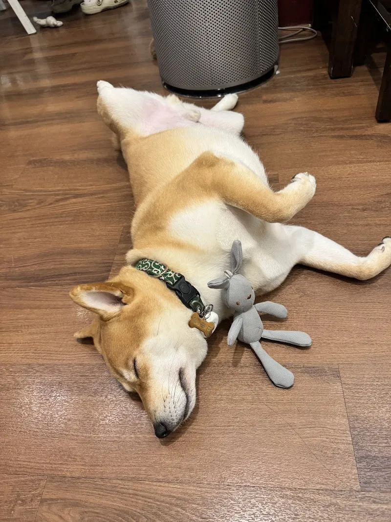 逗柴Café｜非寵物友善餐廳