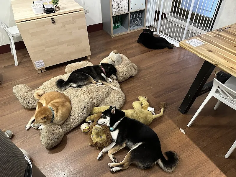逗柴Café｜非寵物友善餐廳