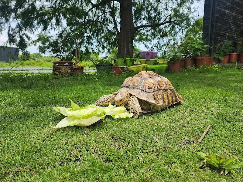 稻香寵物友善餐廳