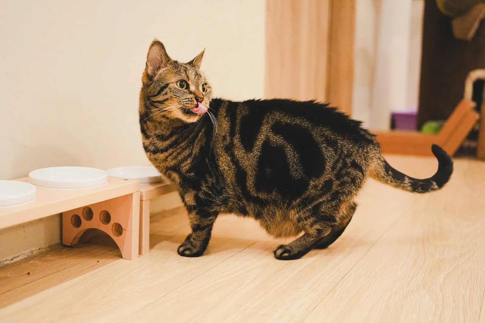 貓欸Camulet有貓陪吃的貓咪餐廳（無接待13歲以下小朋友）