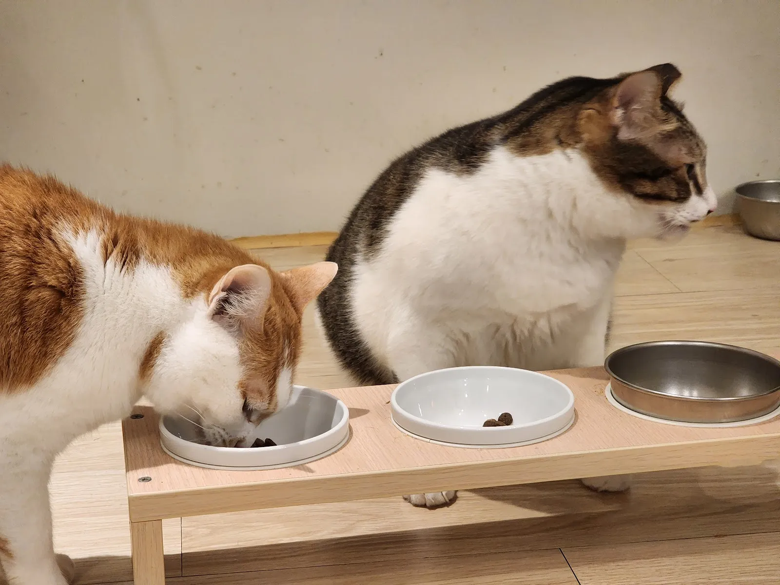 貓欸Camulet有貓陪吃的貓咪餐廳（無接待13歲以下小朋友）