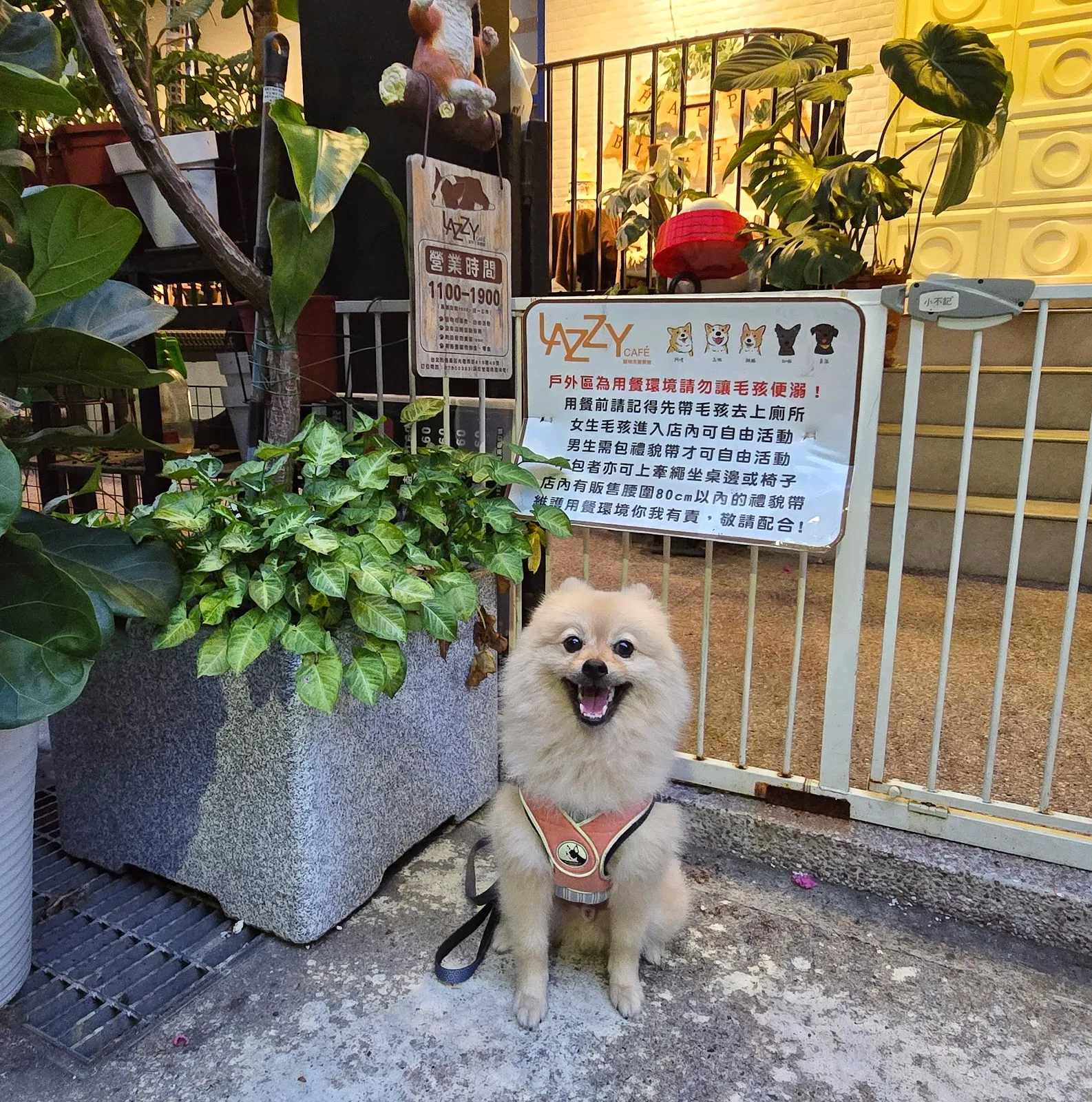 Lazzy Cafe 寵物餐廳 Pet Friendly Restaurant （附設寵物美容&本店沒有提供店狗與客人互動，現場只有客人的狗）