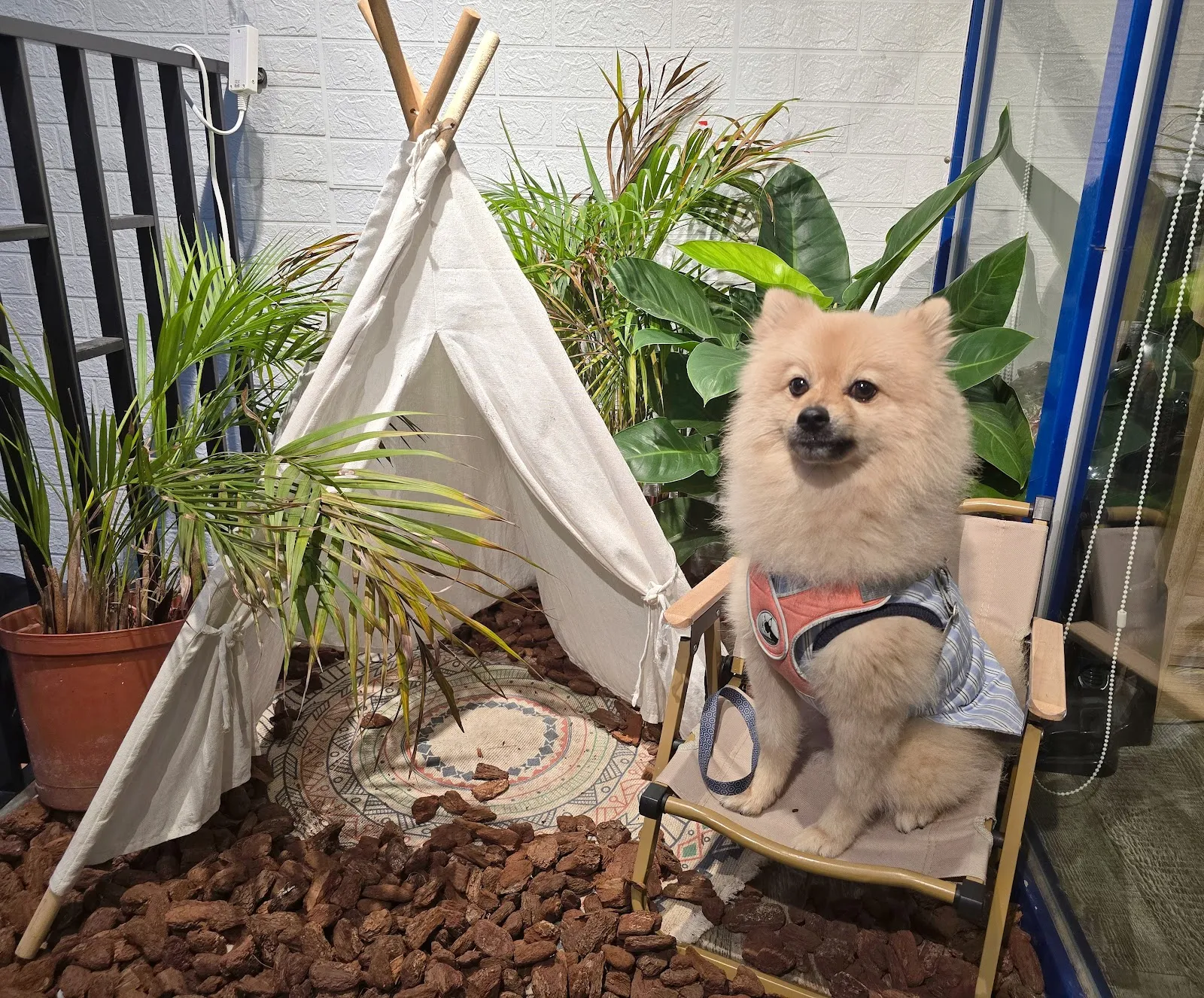 Lazzy Cafe 寵物餐廳 Pet Friendly Restaurant （附設寵物美容&本店沒有提供店狗與客人互動，現場只有客人的狗）