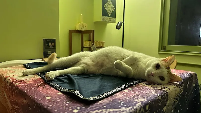 曙光沐屋HIKARU|寵物餐廳|貓咪中途|包尿布可落地