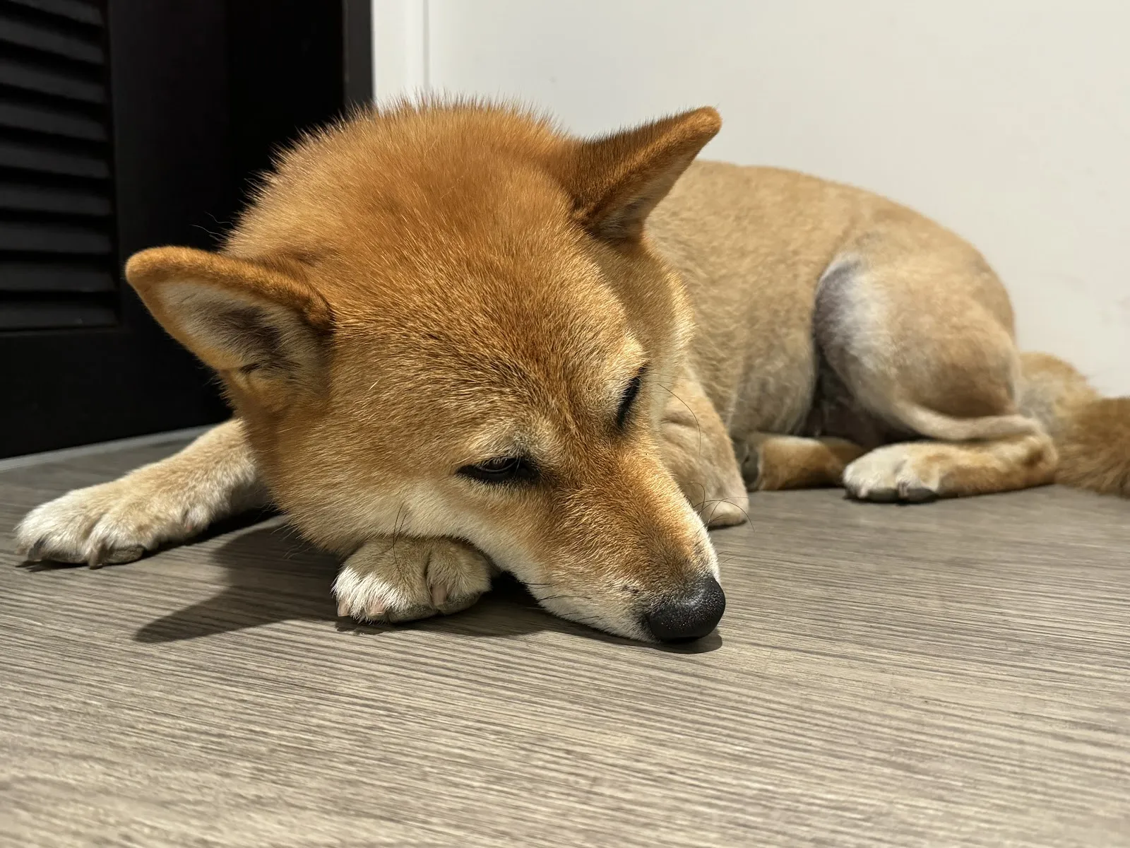 此木CIMU 寵物友善餐廳