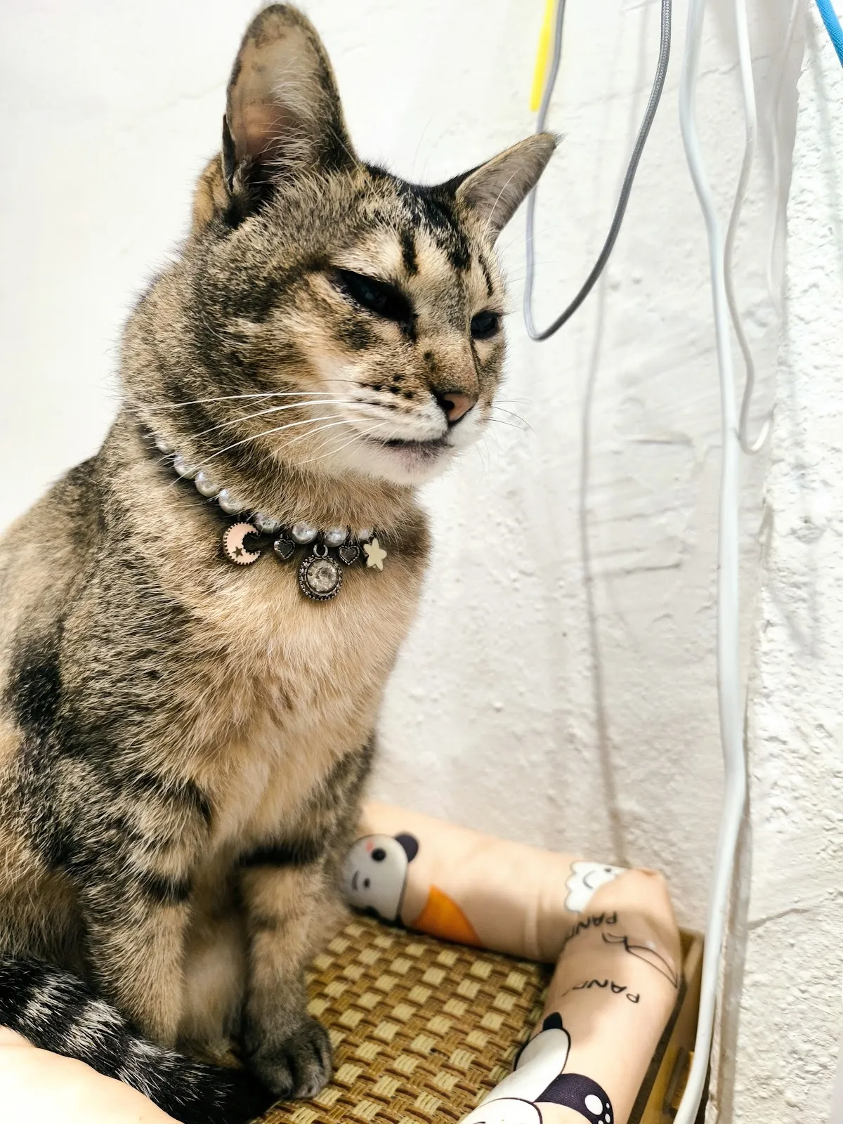 毛來了furry furry寵物餐廳