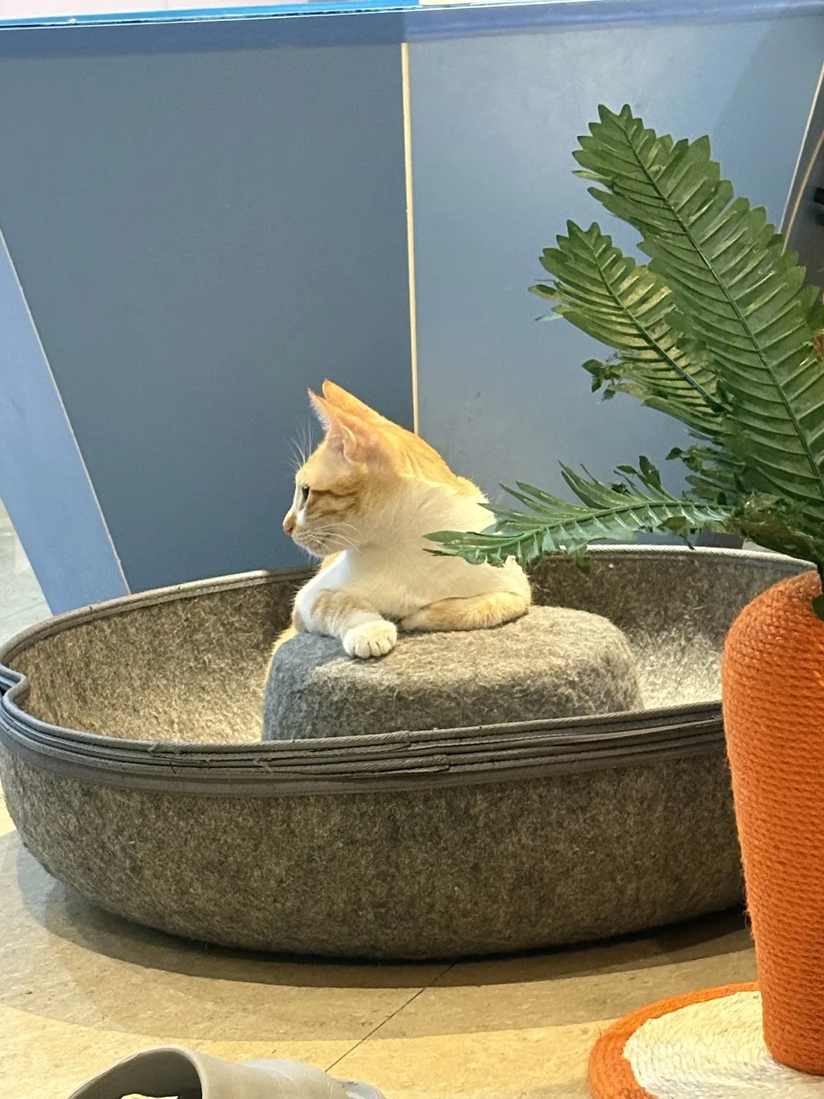 咪可思-貓中途寵物餐廳