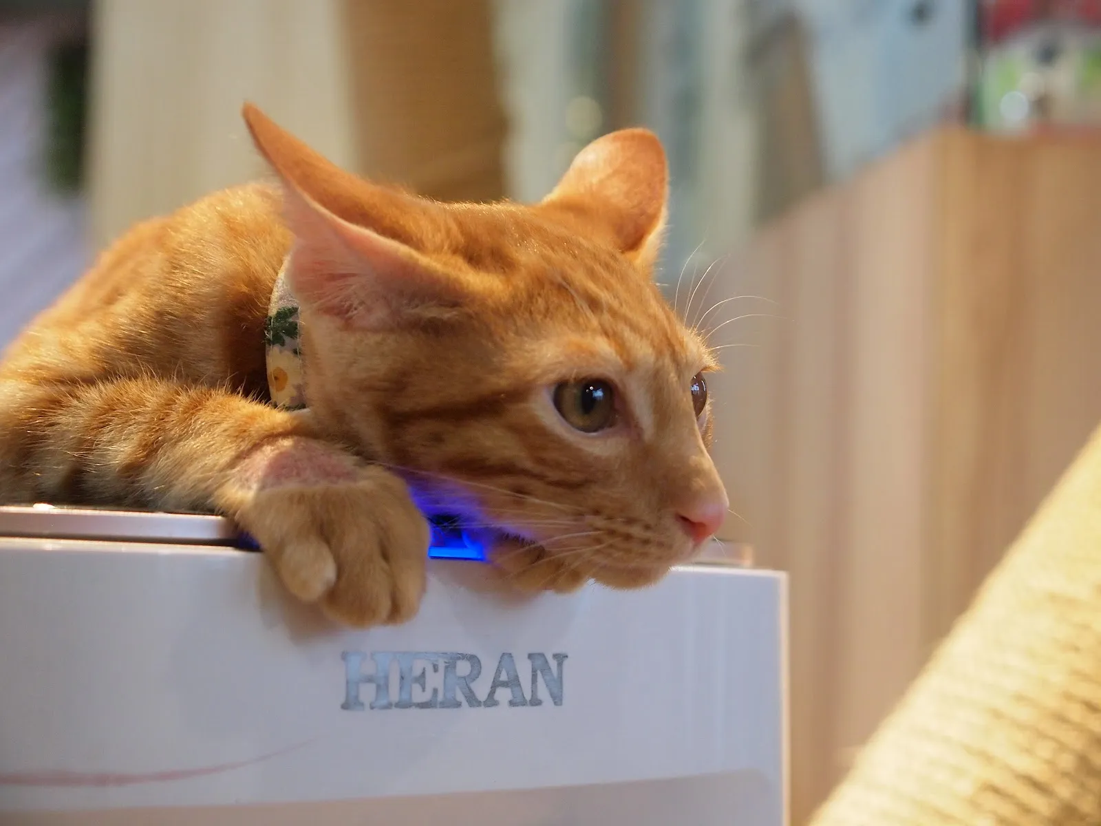 咪可思-貓中途寵物餐廳