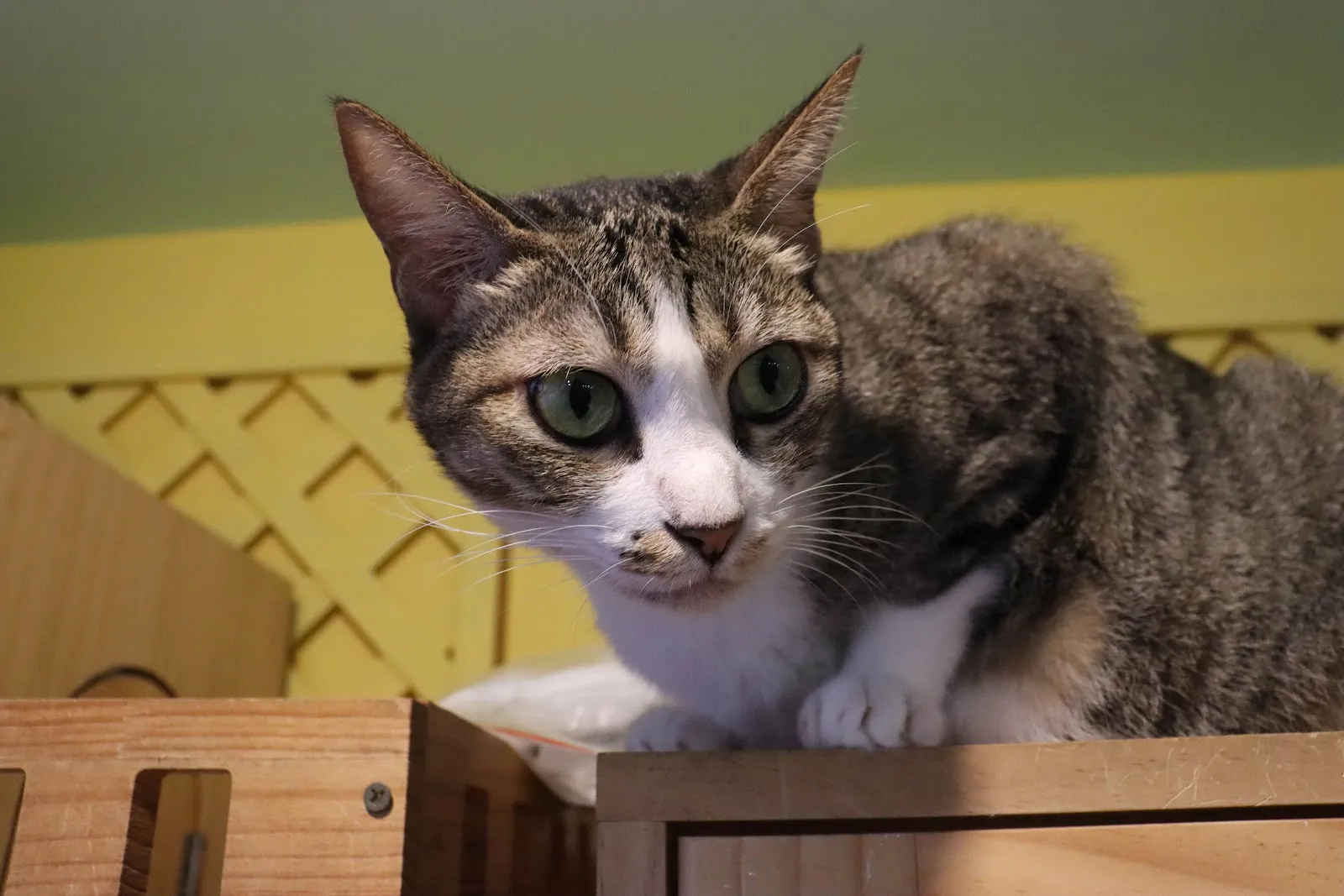 咪可思-貓中途寵物餐廳