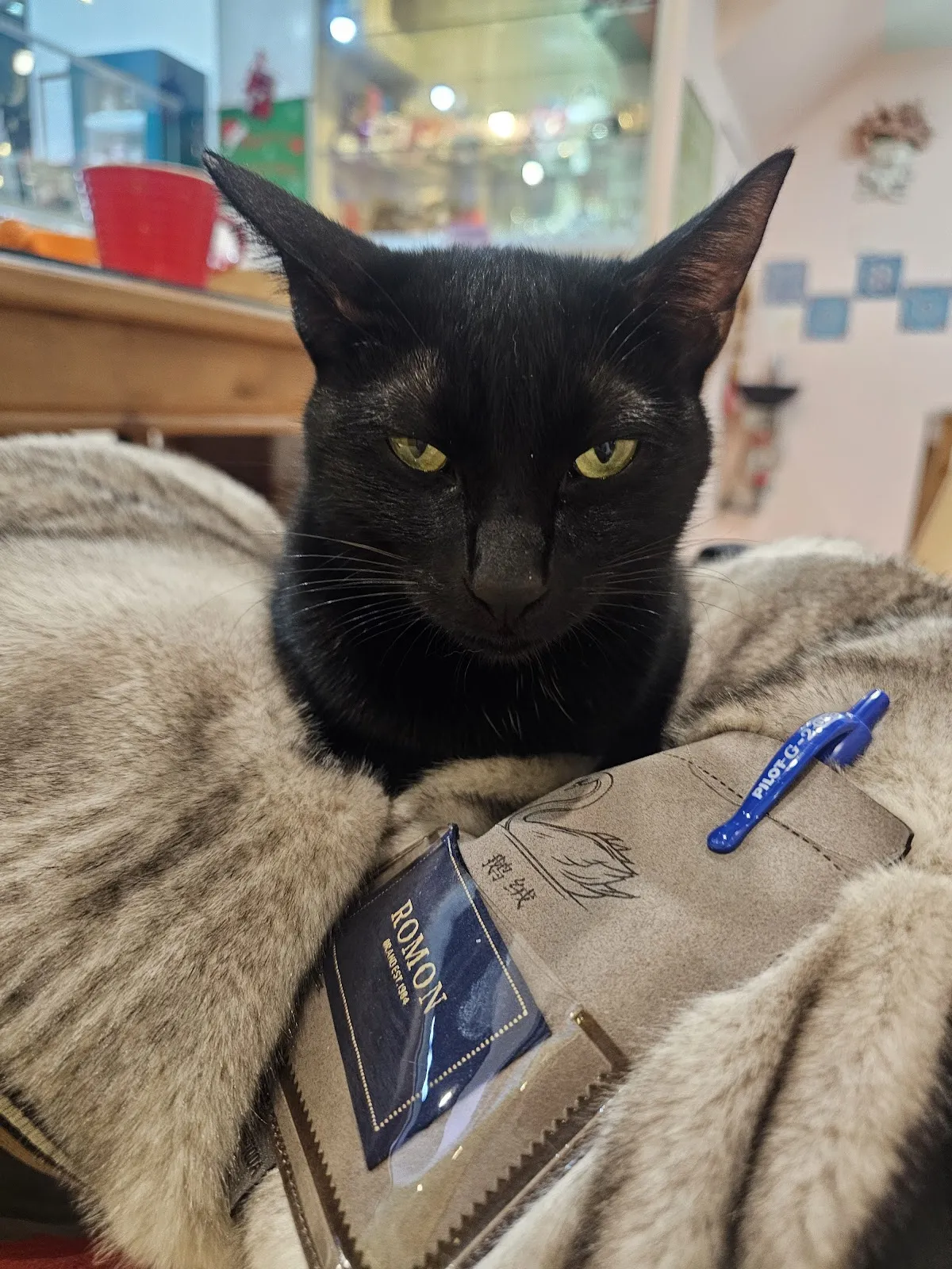 咪可思-貓中途寵物餐廳