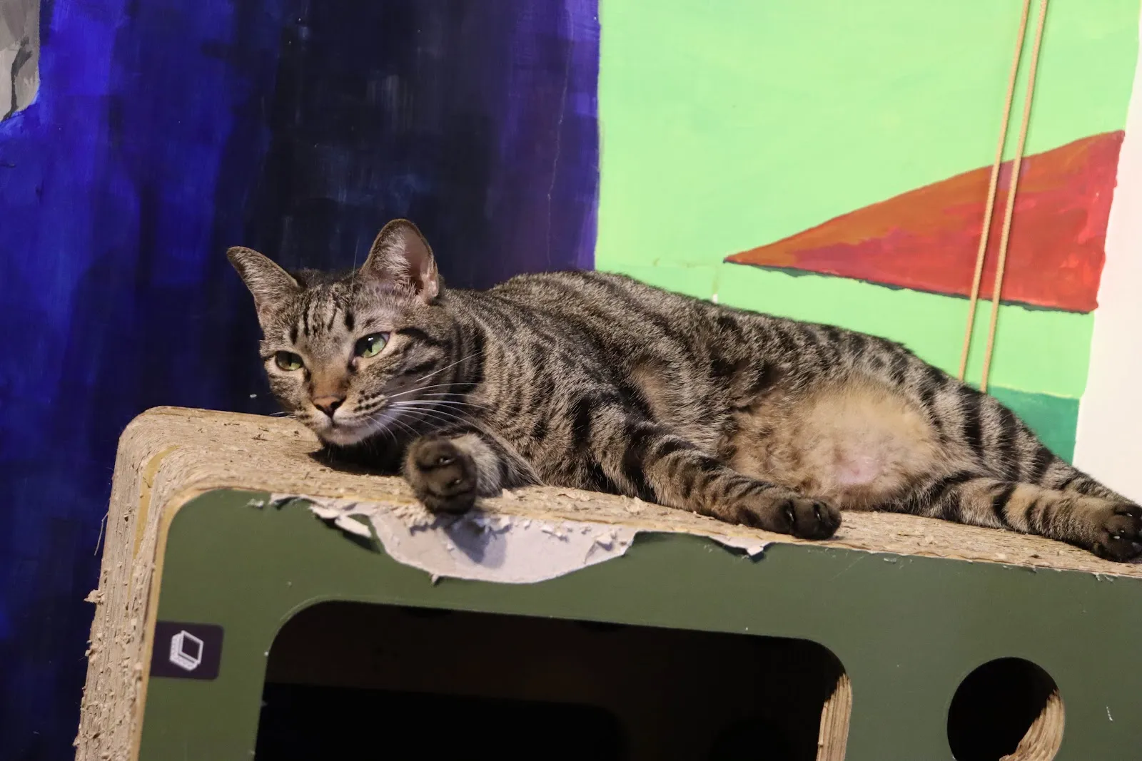 咪可思-貓中途寵物餐廳