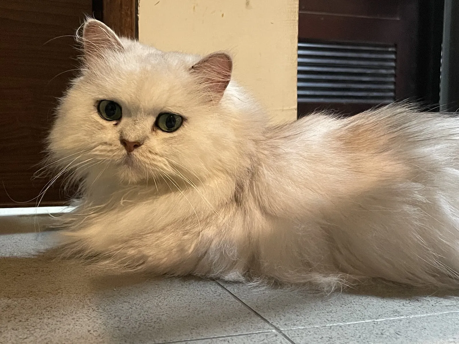 咪可思-貓中途寵物餐廳