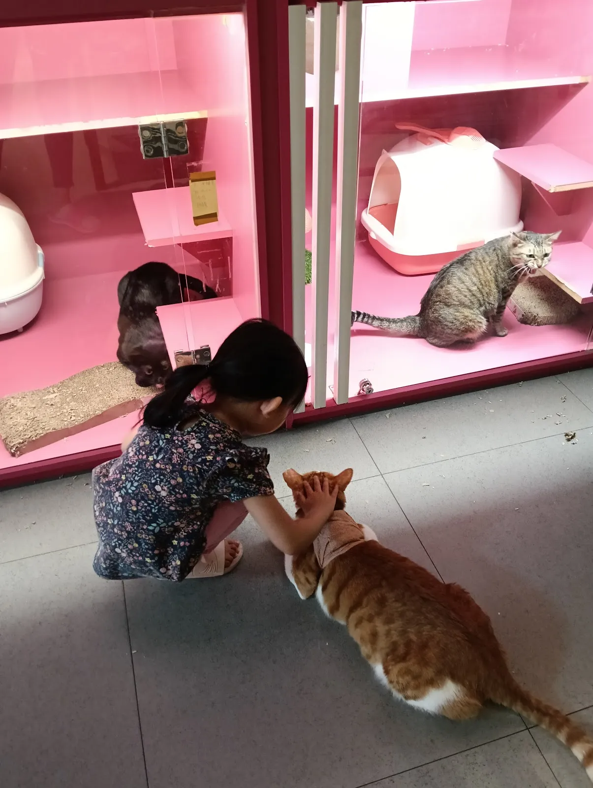 咪可思-貓中途寵物餐廳