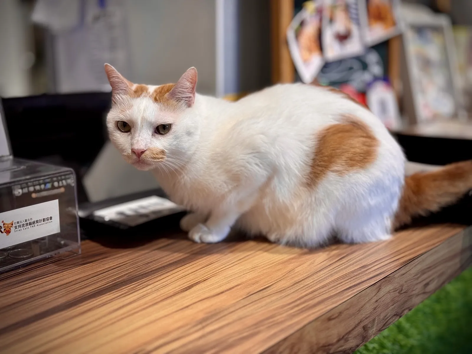 DeMo House戴莫好食屋餐廳