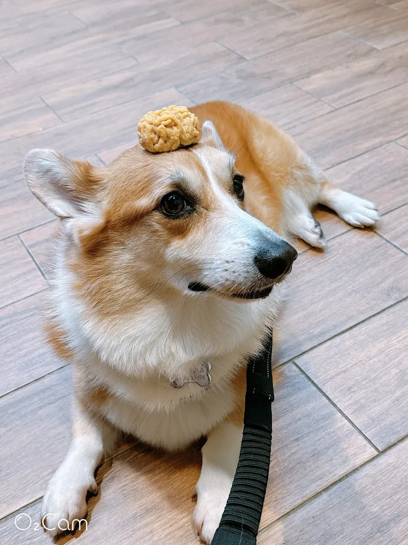 Miss Pei Pei 寵物友善餐廳