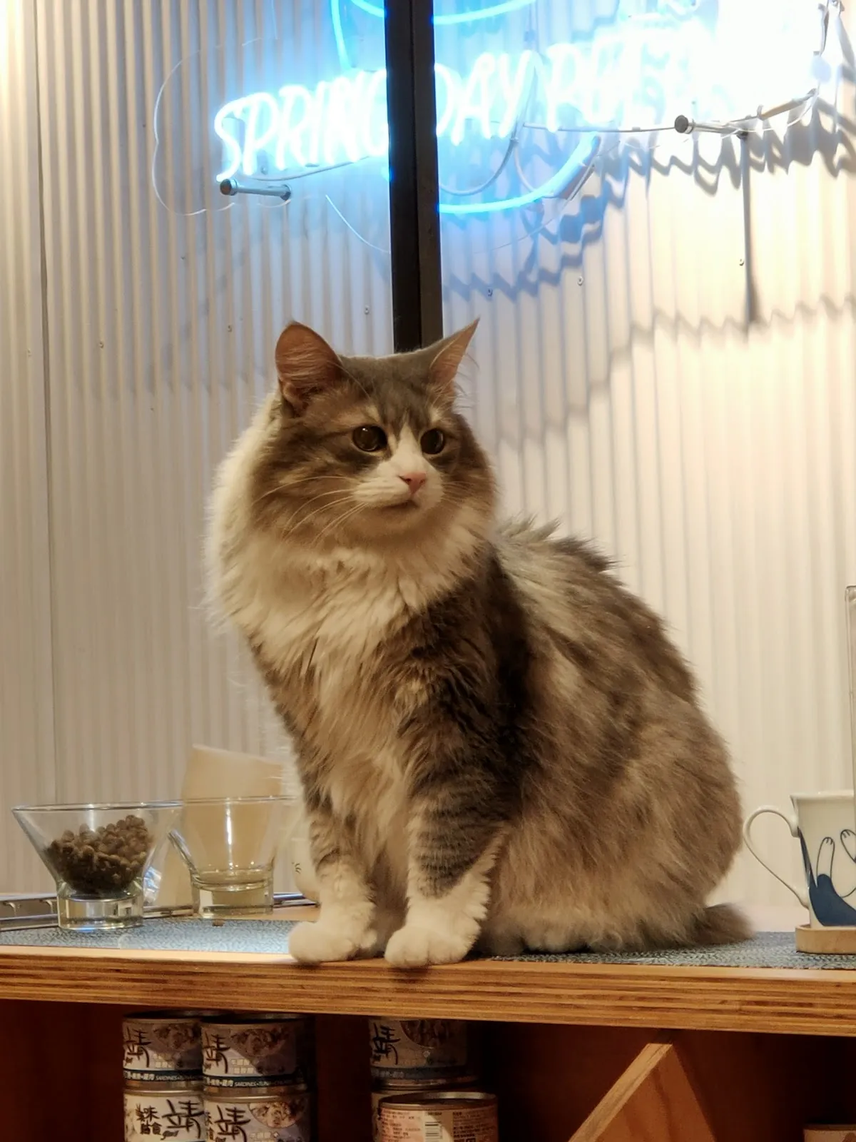 小春日和 動物雜貨‧珈琲