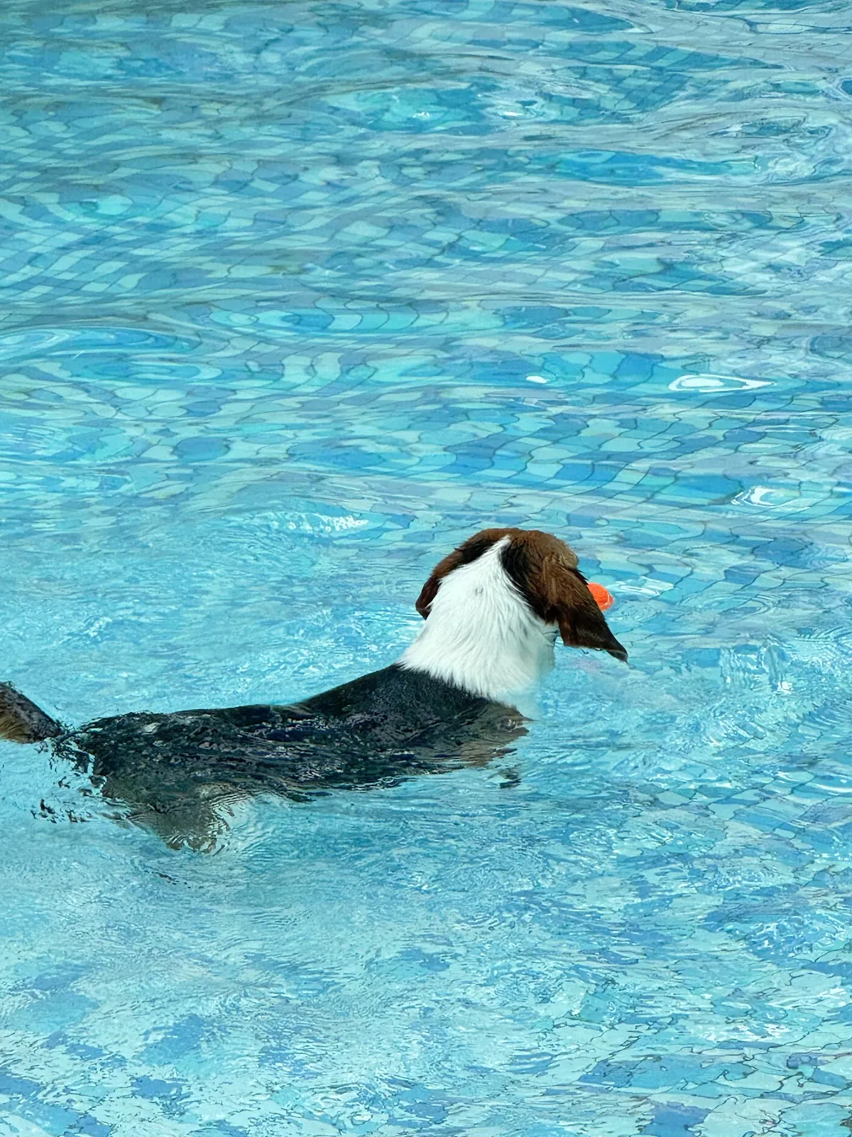 PAT’s KITCHEN (派特寵物友善餐廳)｜寵物美容｜寵物泳池｜寵物安親｜寵物住宿（24小時保母）