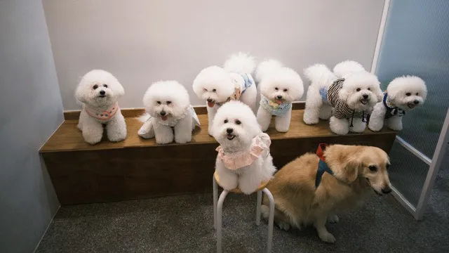 昇陞咖啡shēngshēng coffee - 台南東區咖啡店推薦 咖啡廳 雞蛋糕 手沖咖啡 在地美食 必吃 探店 人氣食記 網紅餐廳 打卡熱門景點 寵物友善 活動包場