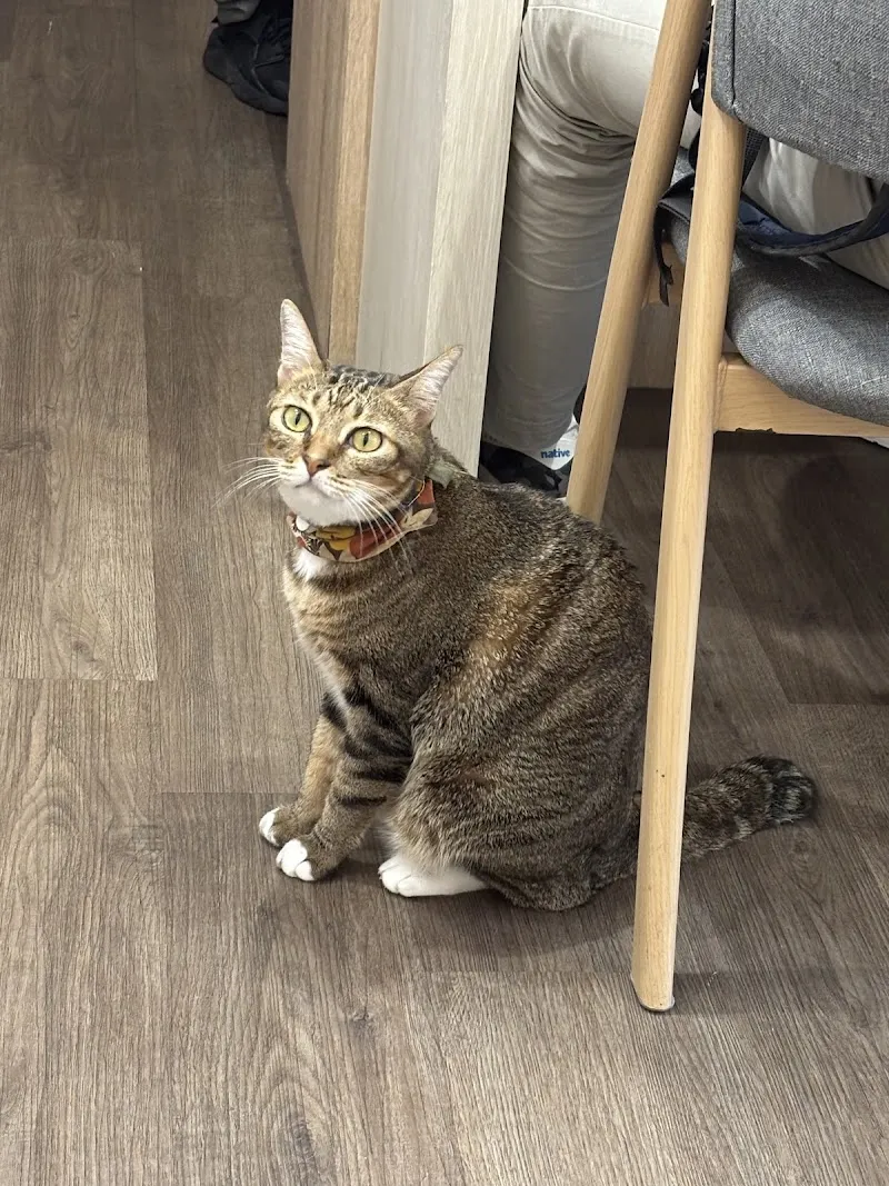 白領貓手作餐廳