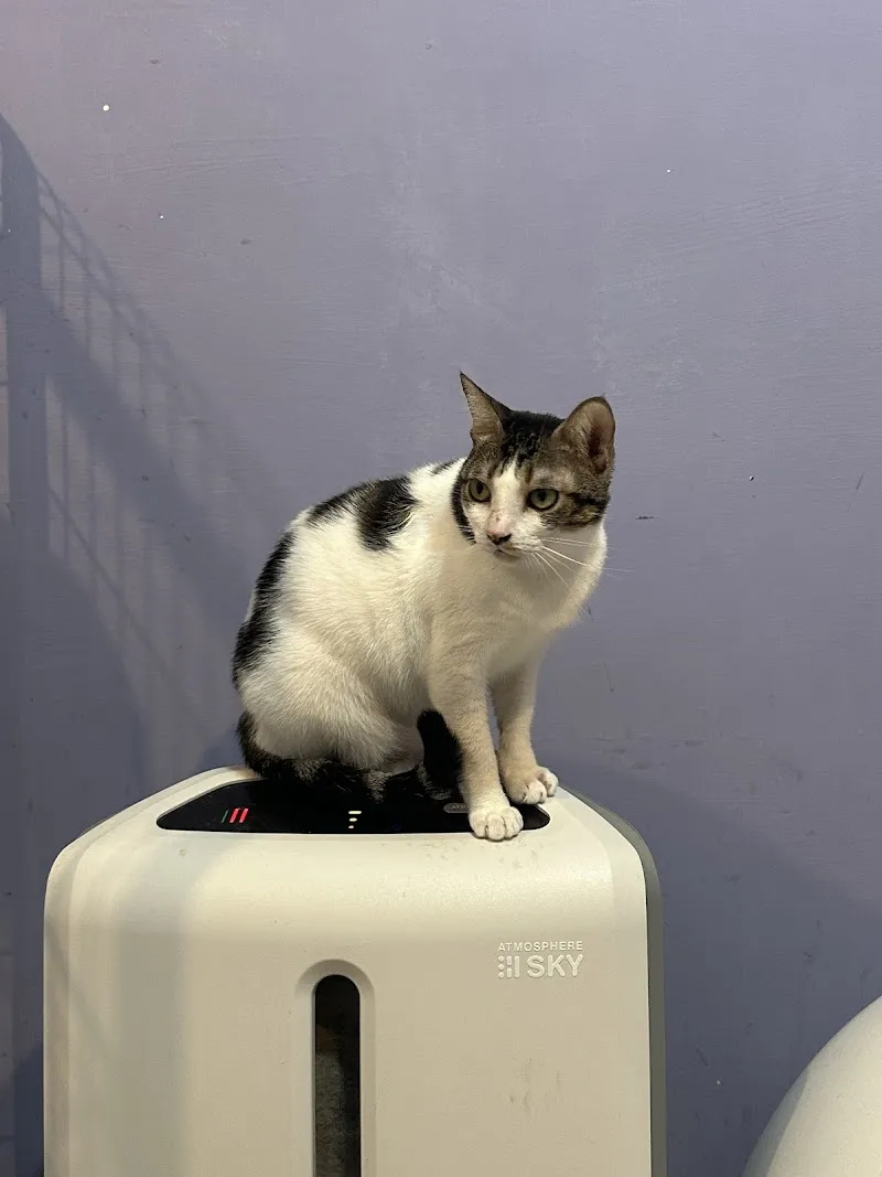 白領貓手作餐廳