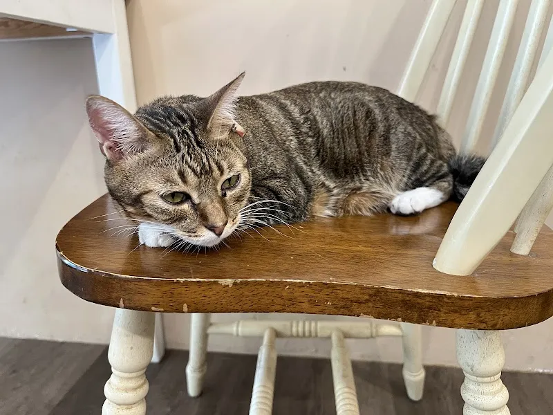 白領貓手作餐廳