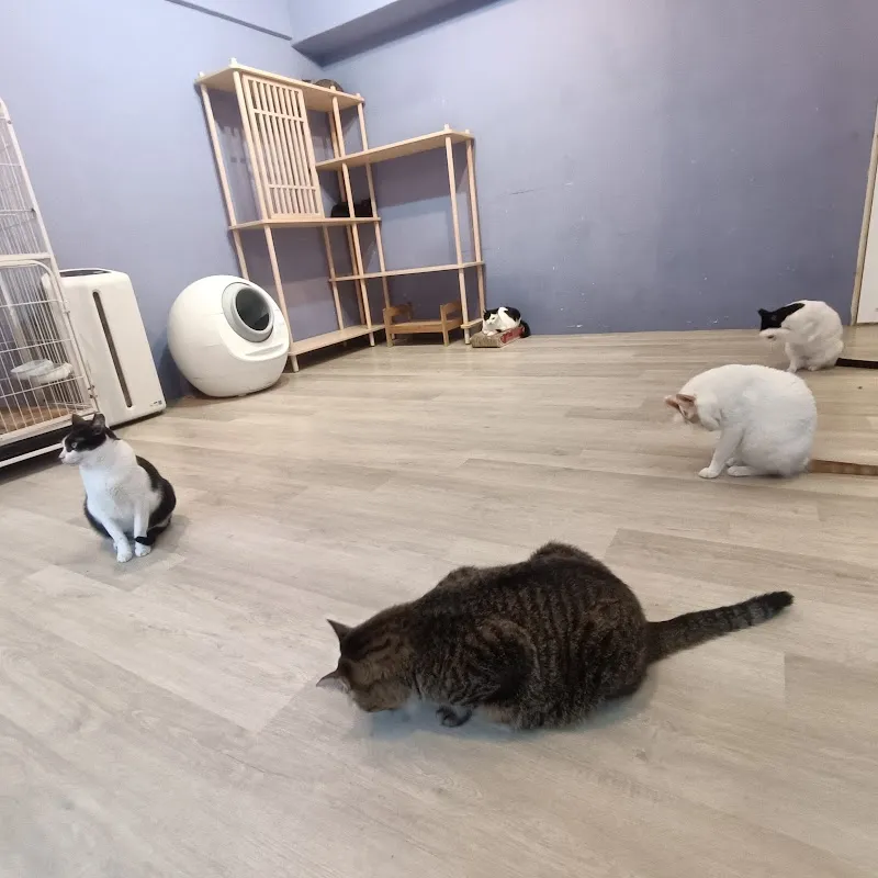 白領貓手作餐廳