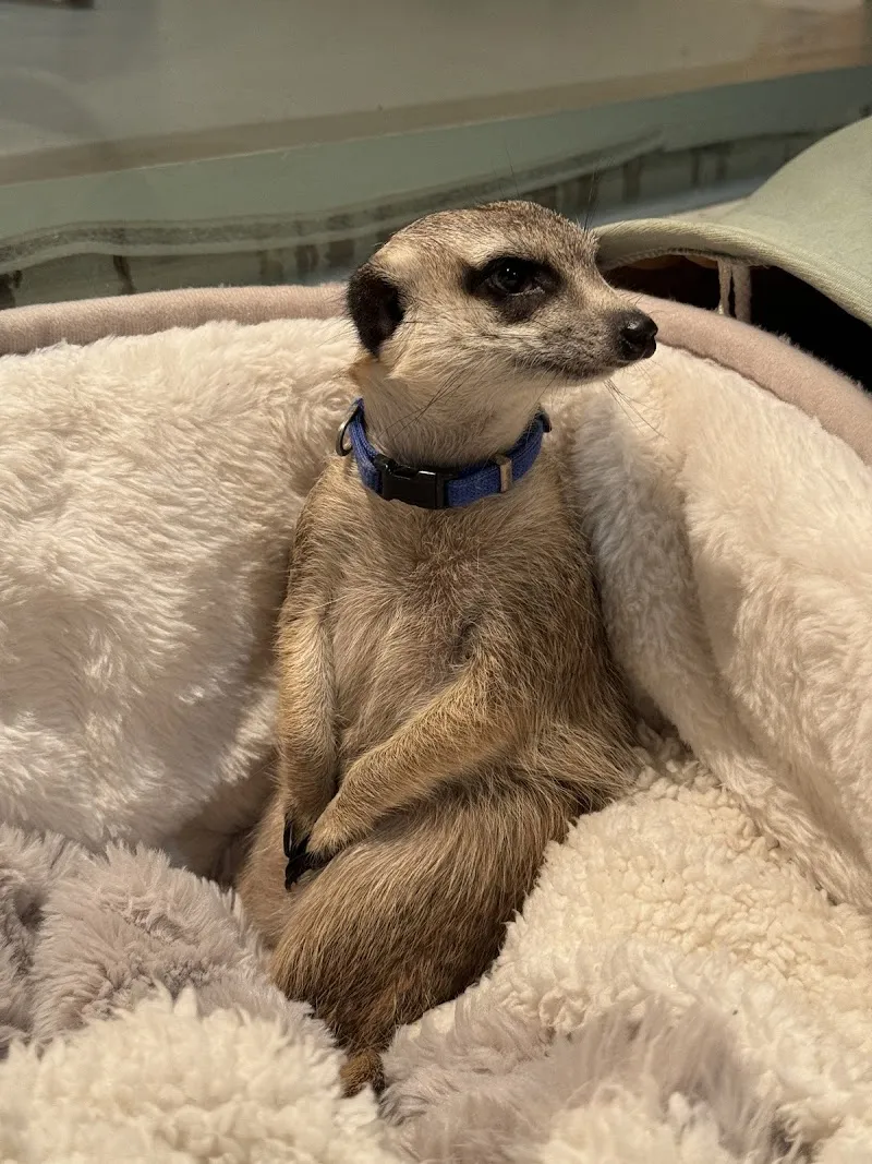 OH MY ZOO 寵物咖啡廳