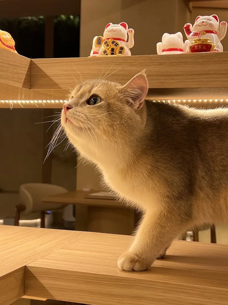 OH MY ZOO 寵物咖啡廳