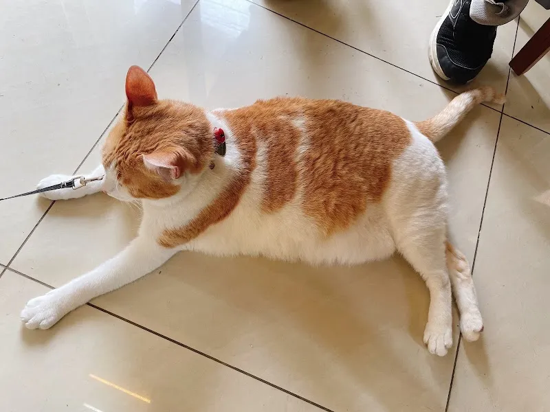 涵軒亭 創意料理--寵物友善餐廳