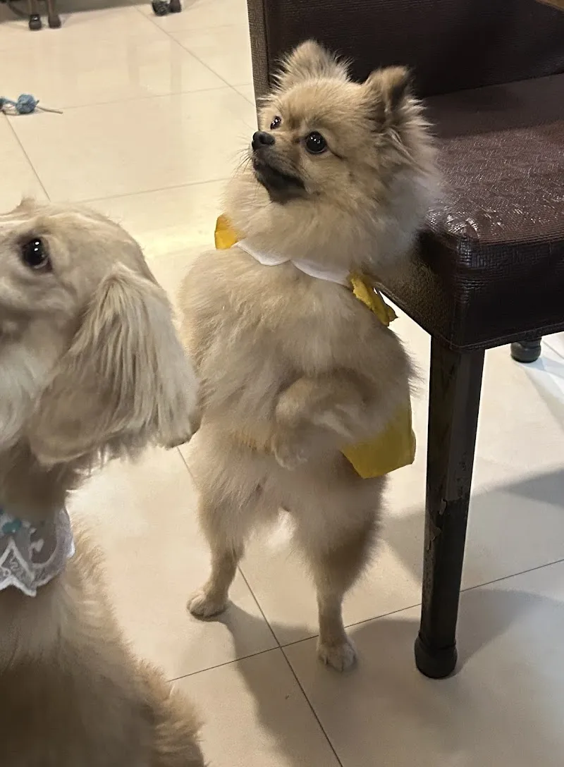 米娜的瘋狂派對/寵物友善餐廳/restaurants/takeout/推薦晚餐/高雄美食/鳳山美食