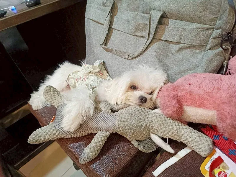 米娜的瘋狂派對/寵物友善餐廳/restaurants/takeout/推薦晚餐/高雄美食/鳳山美食