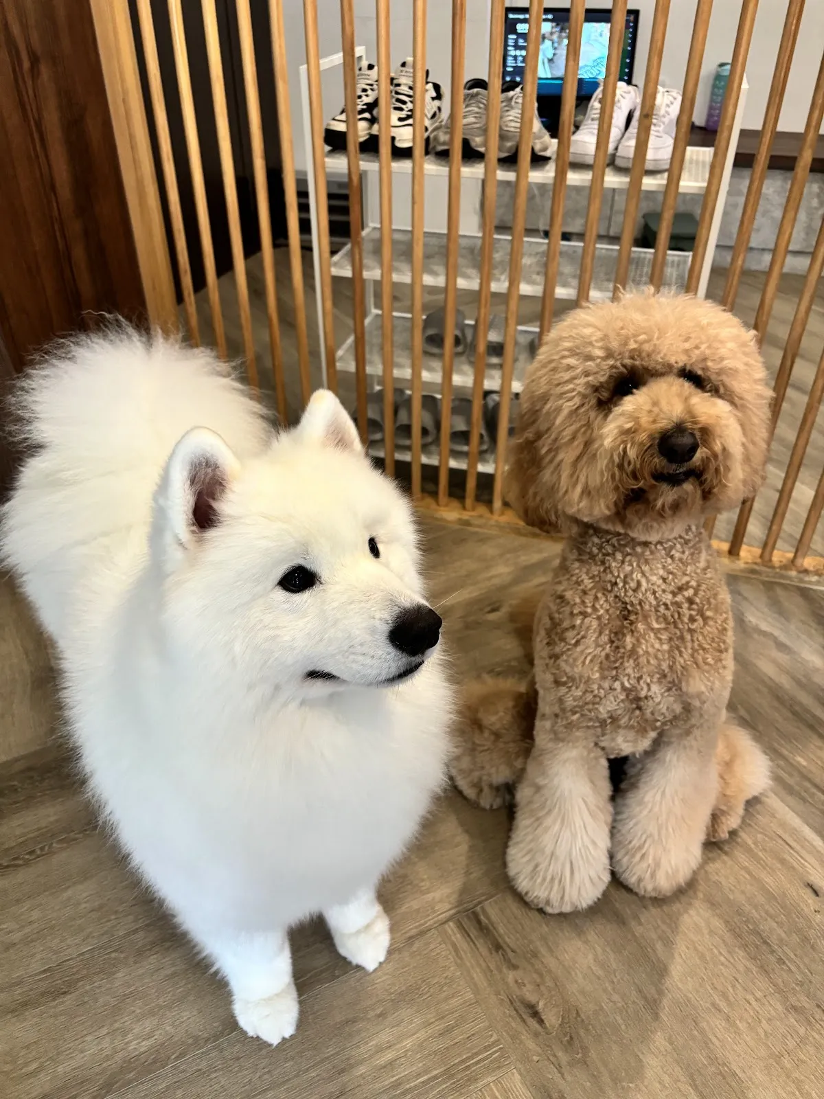 毛咖股份有限公司