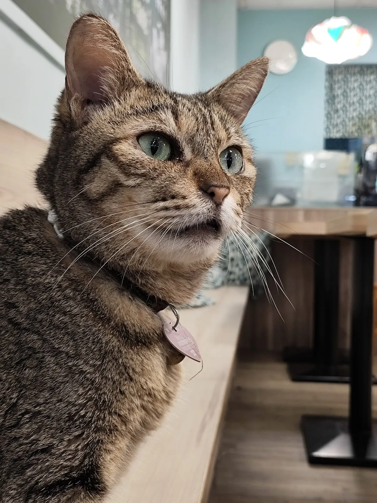 享義食 親子.寵物友善餐廳/義大利麵/燉飯/擼貓/大人放空輕鬆吃飯好去處