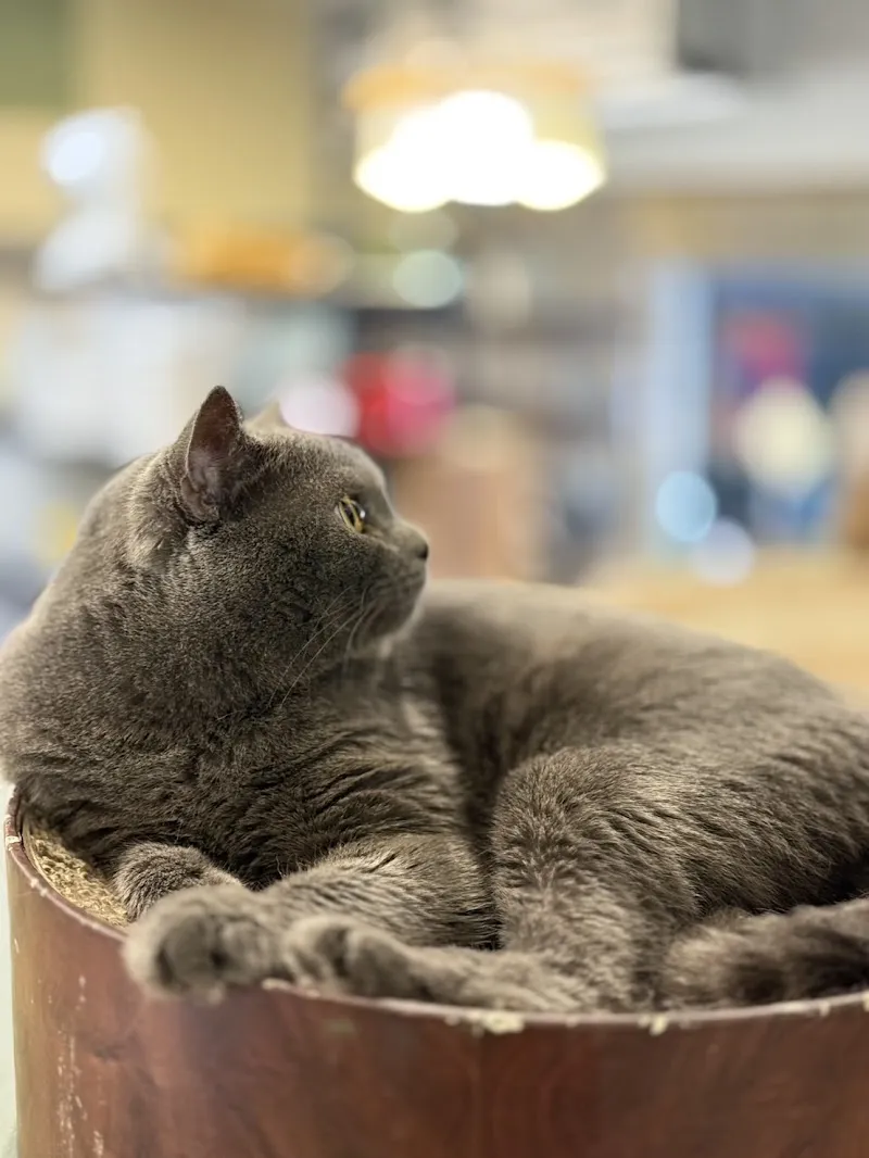 森林小徑-精誠店（供餐至20:00）｜親子寵物友善餐廳｜火鍋｜義式料理｜早午餐｜下午茶｜火山鬆餅｜