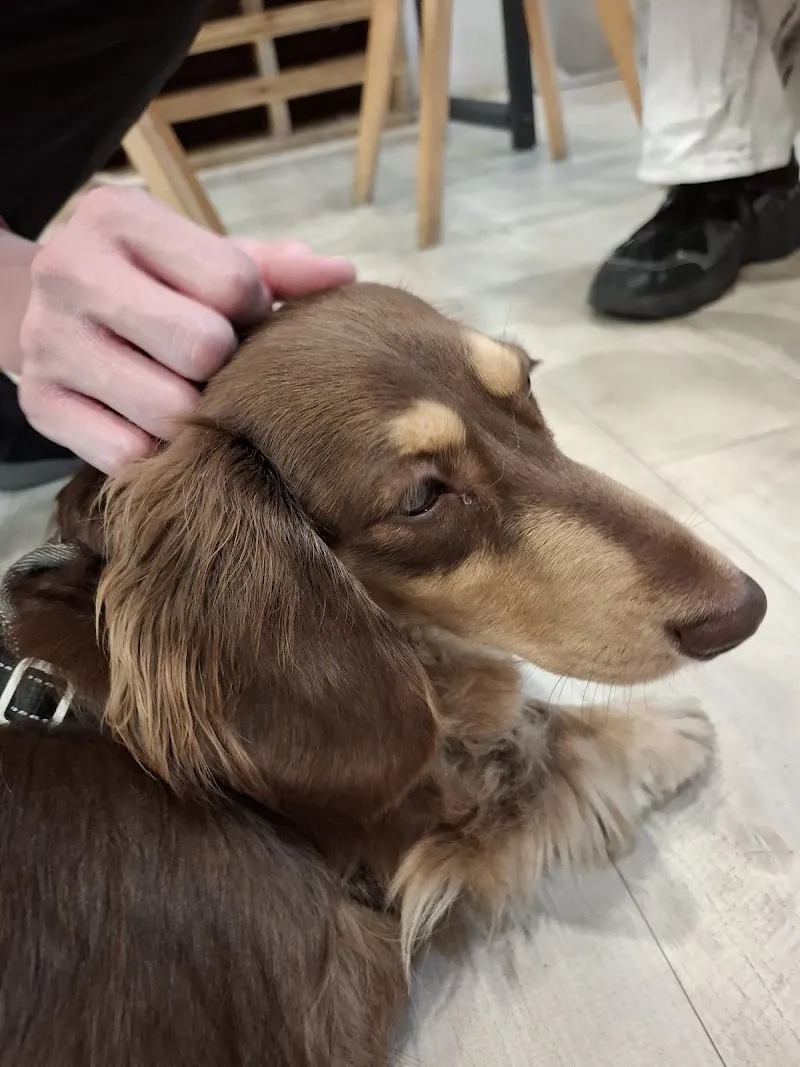 腦波小姐的廚房/寵物友善咖啡廳