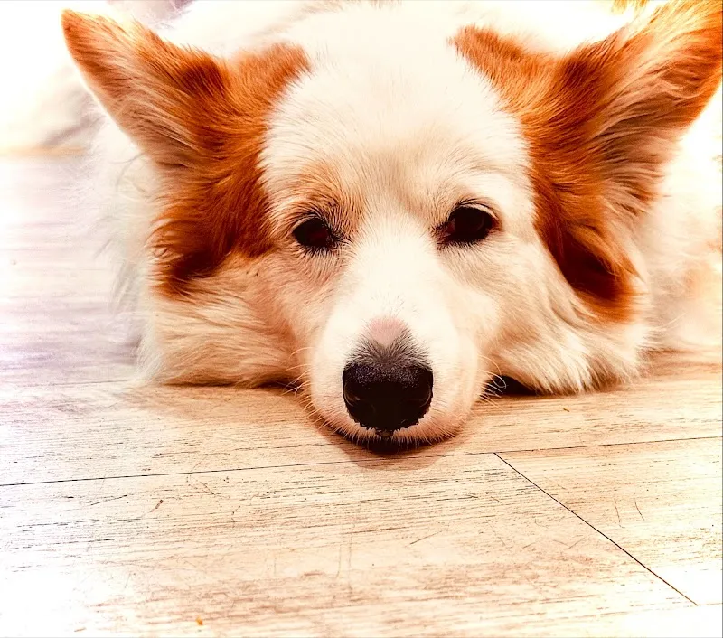 腦波小姐的廚房/寵物友善咖啡廳