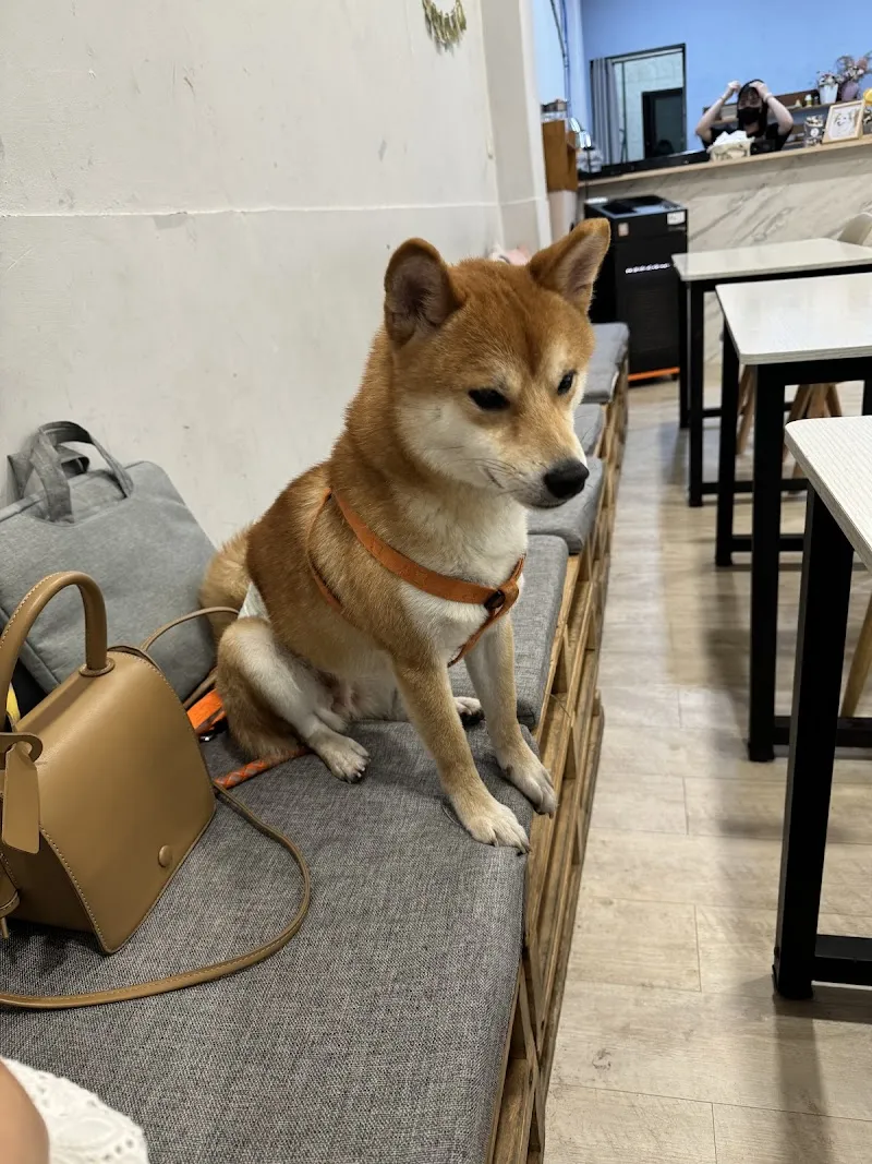 腦波小姐的廚房/寵物友善咖啡廳