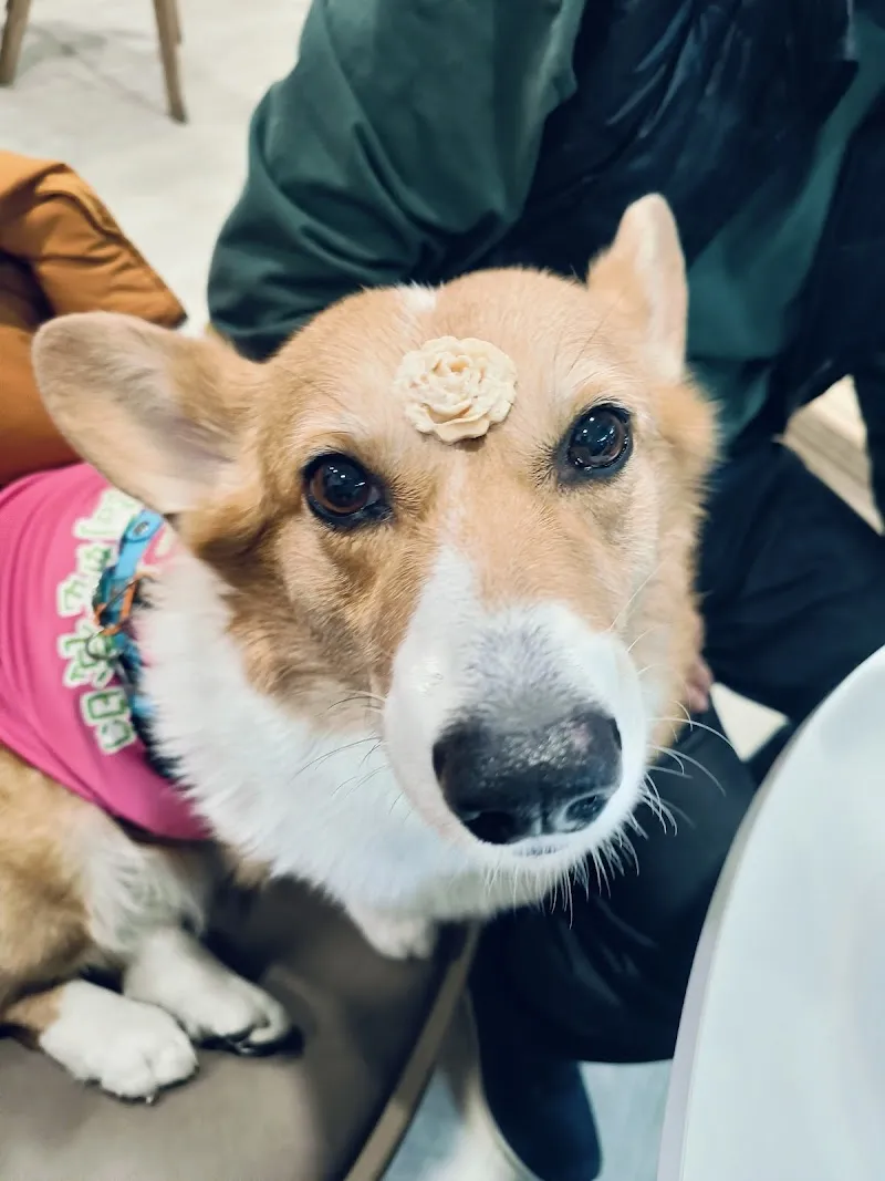 腦波小姐的廚房/寵物友善咖啡廳