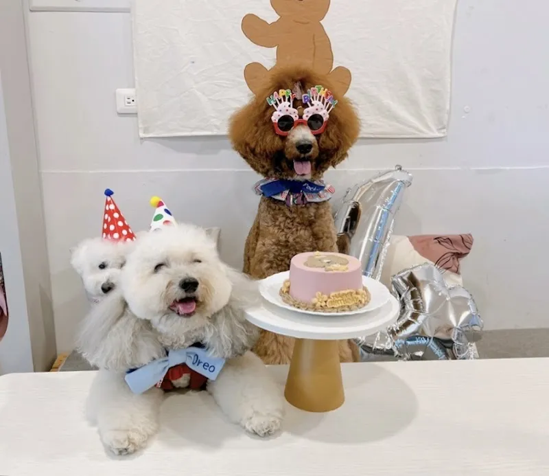 腦波小姐的廚房/寵物友善咖啡廳