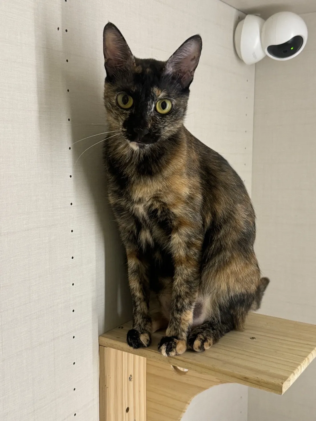 查克音國際有限公司